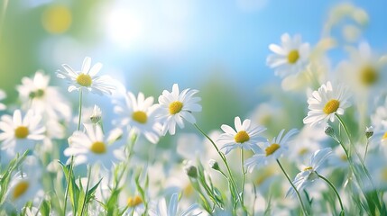 Fototapeta premium Sun-Kissed Daisy Paradise: A field of white daisies bask in the warm glow of the sun, their delicate petals reaching towards the azure sky. 