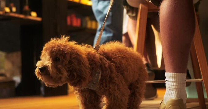 Pet friendly cafe. Portrait of a small dog of the toy poodle breed who stands next to his owner feet on a leash and looks around. Walking with a doggy.