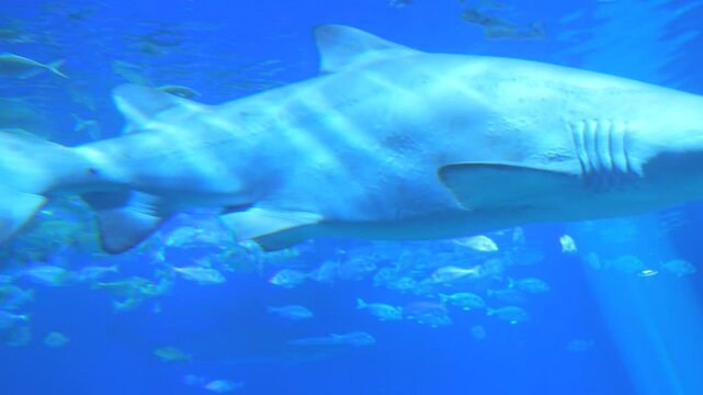 A large predatory shark in a clean large aquarium. Underwater world
