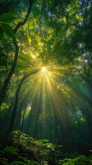 Fototapeta premium Sunlight Streaming Through Dense Tree Canopy in Serene Forest Illuminates Nature's Beauty and Tranquility