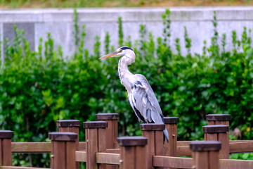 Grey Heron (Ardea cinerea)