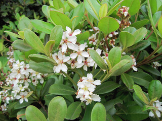 Pictures of yeddo hawthorn blossoms