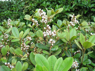 Pictures of yeddo hawthorn blossoms