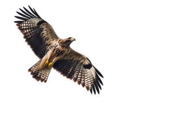 A majestic hawk soaring gracefully through a clear blue sky, showcasing its powerful wings and keen eyesight.