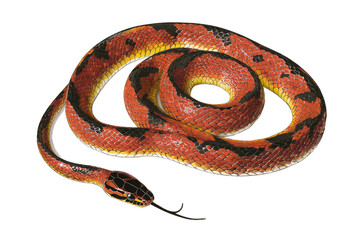 Obraz premium Colorful and vibrant snake coiled on a surface, showcasing intricate patterns and textures of its scales.