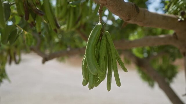 Green carob pods hanging from a tree branch in mallorca, spain with blurred outdoor background capturing the natural environment