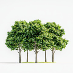 A group of trees are standing in a row, with one of them being the tallest. The trees are all green and appear to be healthy. The scene is peaceful and serene, with the trees providing a sense of calm