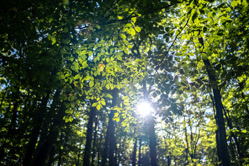 Nature of green leaf at summer. Natural green leaves plants. Forest background. Green nature background. Green leaf background. Leaf in forest. Leaves plants backdrop.