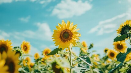 Sunflowers in a Field