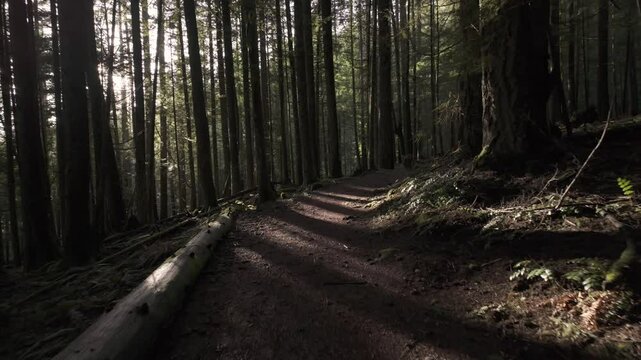 Peaceful walk on a dirt trail through a tall evergreen forest with sun shining through the trees. Tranquil nature scene for themes of hiking, environment, and wilderness. British Columbia, Canada.