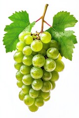 Obraz premium Green grapes on vine