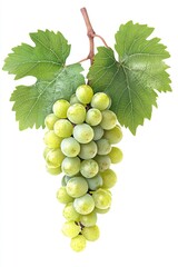 Obraz premium Green Grapes on Vine