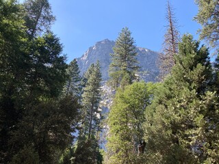 pine forest and mountain in distance in yosemite