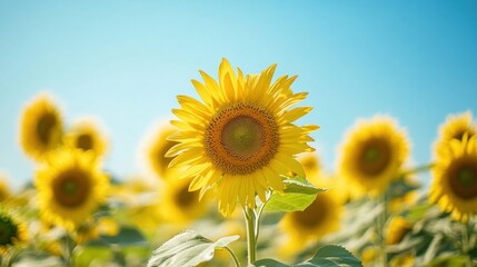 Obraz premium A Single Sunflower in a Field of Gold