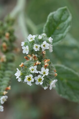 Closeup on the small white flowers of the European heliotrope or turn-sole, Heliotropium europaeum in Southern France