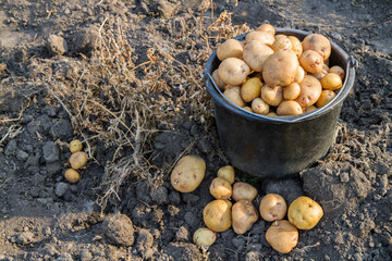 Harvesting potatoes at the end of summer. Potato tubers on the ground in the field and in a bucket.