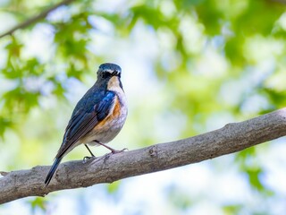 森の中の木陰で枝に留まって周りを見渡しているルリビタキの雄