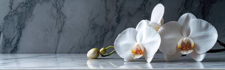 orchid bloom resting on a sleek marble surface, with a minimalist design and soft shadows, leaving room for text