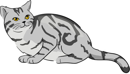 Illustration of a American Shorthair Cat