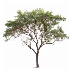 A single tree with green leaves and branches, isolated on a white background.