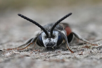 Closeup on a bright red colored male White-lipped Blood Bee, Sphecodes albilabris, a parasitic species