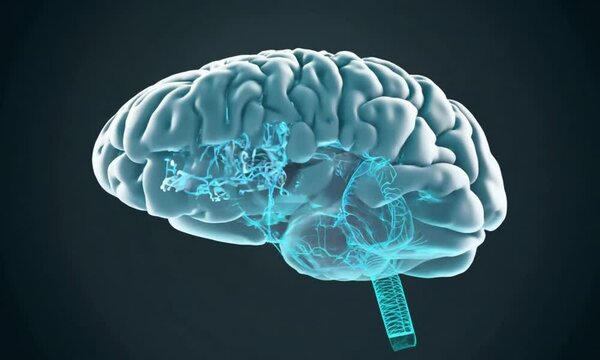 3d rendered illustration of a brain