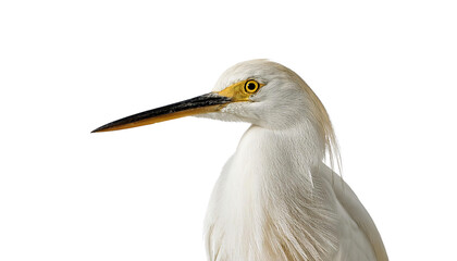 Fototapeta premium Great Egret Isolated on White Background