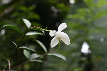 View of a coral swirl flower and a white crab spider hiding in the middle of the flower