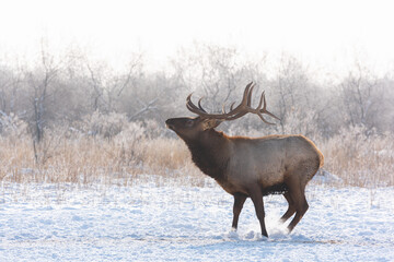 Beautiful big horned deer on a sunny winter day