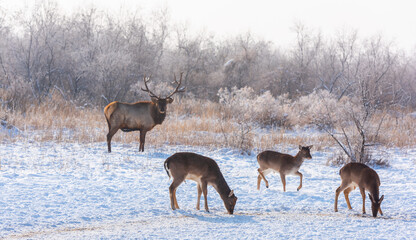 Deer family on a sunny winter day