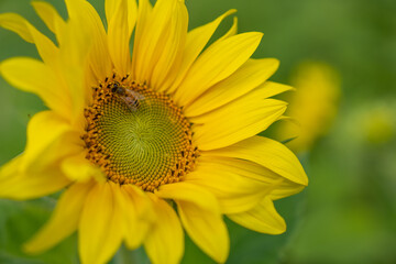 sunflower with bee