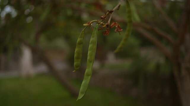 Long green pods of a carob tree, ceratonia siliqua, hanging from a branch in a tranquil outdoor setting in mallorca, with blurred background vegetation