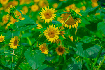 Vibrant Sunflower Field Under the Summer Sky: A Beautiful Nature Scene