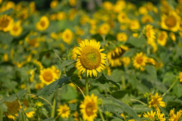 Vibrant Sunflower Field Under the Summer Sky: A Beautiful Nature Scene