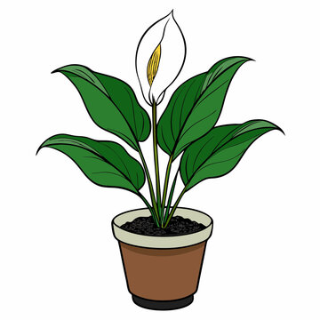 potted peace lily plant with white flower clip art preview