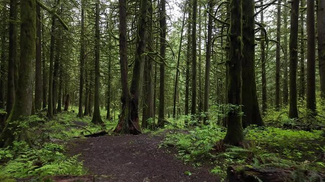 Moving slowly through a lush green coniferous forest in the Pacific Northwest. Ferns, moss, and old-growth trees create a tranquil, natural scene. British Columbia, Canada.