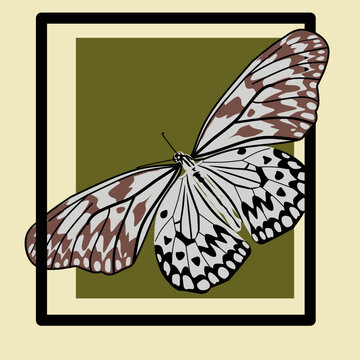 light blue butterfly in yellow background