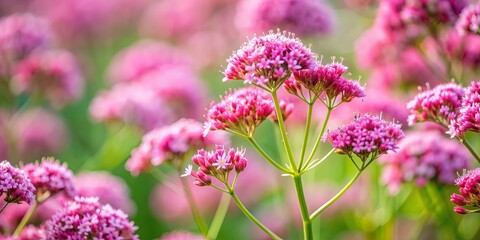 Obraz premium Pink flowers of valerian plant, Valerian officinalis, pink, flowers, medicinal plant, herbal remedy, garden, blooming