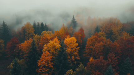 Fototapeta premium Aerial view shot of foggy colorful forest in autumn time. Tranquil misty Autumn forest with subtle shades of green red and yellow creating a serene and minimalist background.