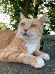 Obraz premium Friendly outside cat