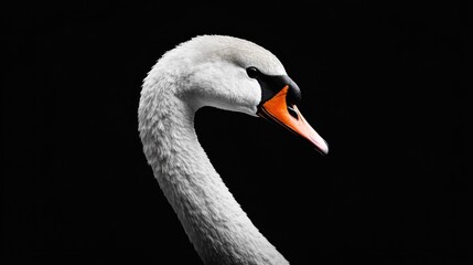 Fototapeta premium Elegant Swan Portrait