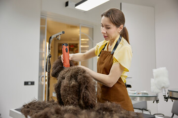 Cute fluffy dog enjoying happy grooming experience at pet salon