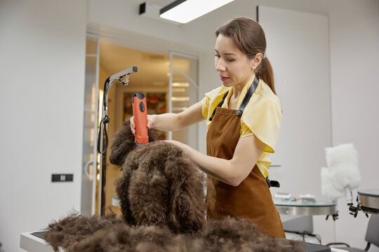 Cute fluffy dog enjoying happy grooming experience at pet salon