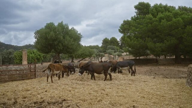 Donkeys grazing outdoors in a mediterranean farm setting with trees and cloudy skies in the background