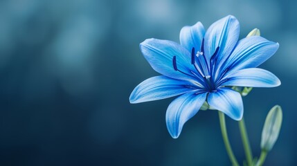 Naklejka premium A tight shot of a blue bloom against a softly blurred background