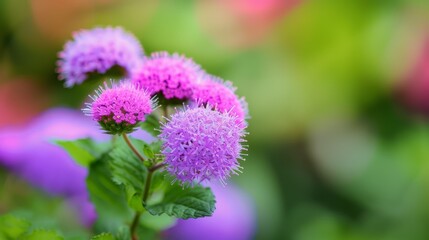 Fototapeta premium A tight shot of a purple blossom against a backdrop of green, leafy foliage in the foreground and a softly blurred background