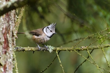 Fototapeta premium A cute crested tit sits on a larch twig covered with lichen. Lophophanes cristatus