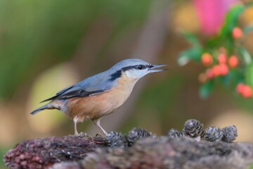 A eurasian nuthatch sits on a piece of  tree bark.  Sitta europaea. 