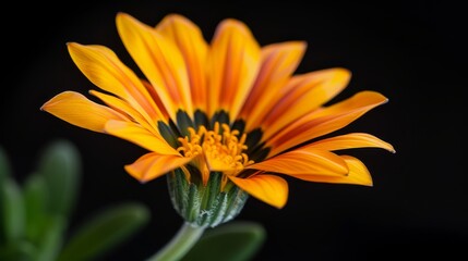  A yellow flower with green leaves in the foreground against a black background