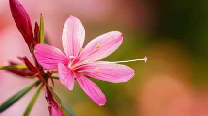 Fototapeta premium A tight shot of a pink bloom against a backdrop of out-of-focus green foliage